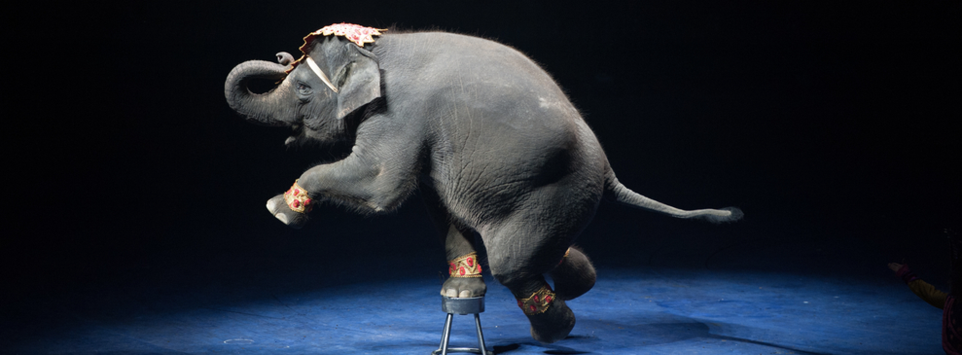 Contre les animaux dans les cirques